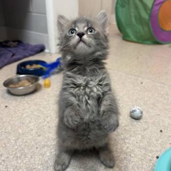 Domestic Long Hair Cats Available for Adoption in Buellton, California - Fern | PetCurious