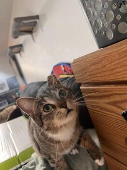 Domestic Short Hair Cats Available for Adoption in Cleveland, Ohio - Encore | PetCurious