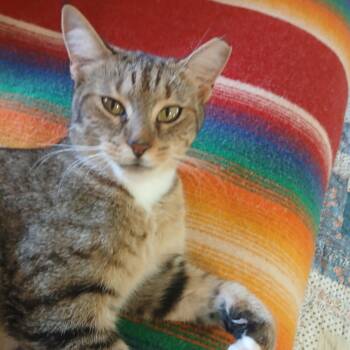 Bella - COURTESY POST -  Domestic Short Hair Cat for Adoption in Waynesville, North Carolina - Bella - COURTESY POST | PetCurious