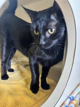 Domestic Short Hair Cats Available for Adoption in Columbus, Indiana - Daisy | PetCurious