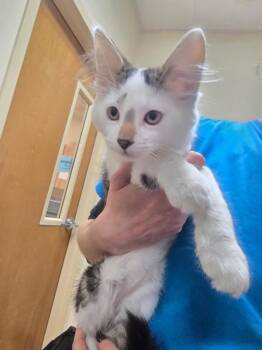Lorax -  Domestic Short Hair Cat for Adoption in Kennewick, Washington - Lorax | PetCurious