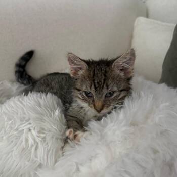Pawly -  Domestic Short Hair Cat for Adoption in New York, New York - Pawly | PetCurious
