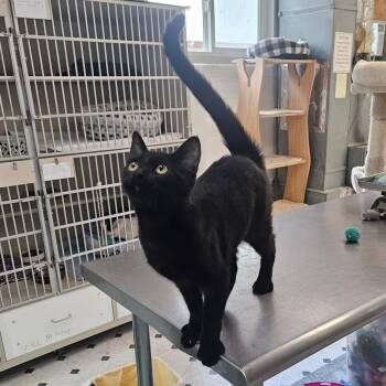 Noodle -  Domestic Short Hair Cat for Adoption in Quincy, California - Noodle | PetCurious
