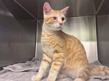 NICK FURY -  Domestic Short Hair Cat for Adoption in Grand Prairie, Texas - NICK FURY | PetCurious