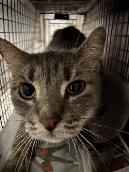 Domestic Short Hair Cats Available for Adoption in Doral, Florida - A2443062 | PetCurious