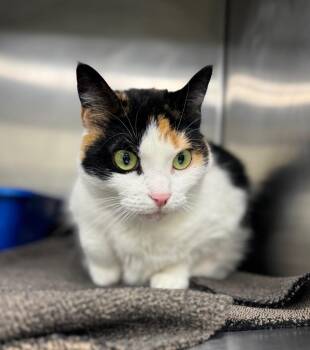 Domestic Medium Hair Cats Available for Adoption - Farrah | PetCurious