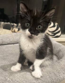 Cherokee -  Domestic Short Hair Cat for Adoption in Salinas, California - Cherokee | PetCurious