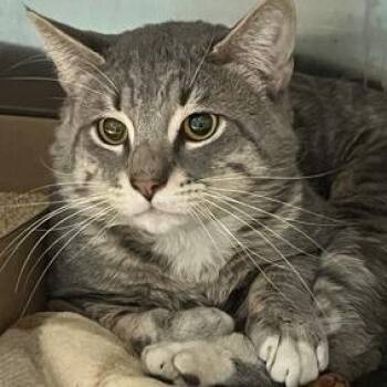 Domestic Short Hair Cats Available for Adoption - Zig | PetCurious