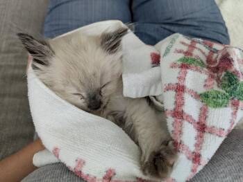 Cheese -  Domestic Short Hair Cat for Adoption in Fruit Heights, Utah - Cheese | PetCurious