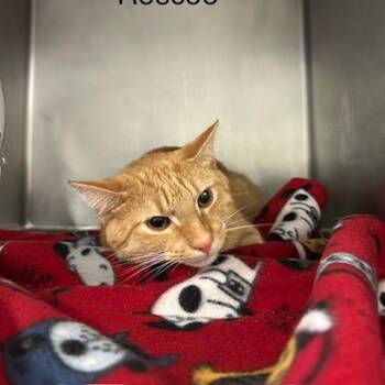 Roscoe -  Domestic Short Hair Cat for Adoption in Knoxville, Tennessee - Roscoe | PetCurious