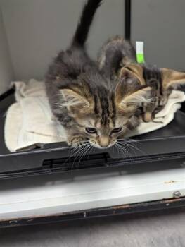 Rescue Domestic Medium Hair Cats for Adoption in Brunswick, Georgia - NERDS | PetCurious