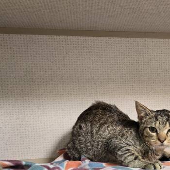 Domestic Short Hair Cats Available for Adoption in Graham, Texas - Mara | PetCurious