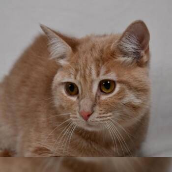 Domestic Short Hair Cats Available for Adoption in Johnson City, Tennessee - Cream | PetCurious