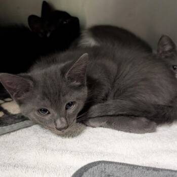 Nine Inch Claws -  Domestic Short Hair Cat for Adoption in Titusville, Florida - Nine Inch Claws | PetCurious