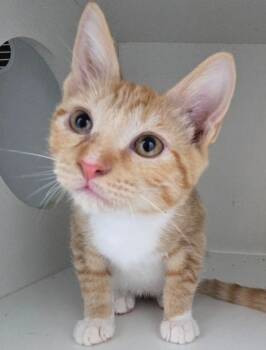 Rescue Domestic Short Hair Cats for Adoption in Hartsville, South Carolina - Egg | PetCurious