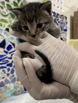 SPHINX -  Domestic Short Hair Cat Available for Adoption in Pensacola, Florida - SPHINX | PetCurious