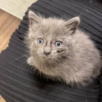 Domestic Short Hair Cats Available for Adoption in Lynchburg, Virginia - Chihiro | PetCurious