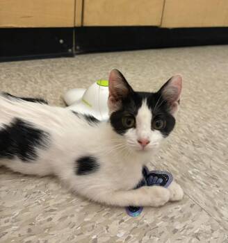 Vaquita -  Domestic Short Hair Cat for Adoption in Albuquerque, New Mexico - Vaquita | PetCurious