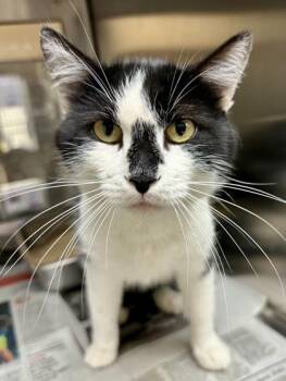 Wishbone -  Domestic Short Hair Cat for Adoption in Wichita, Kansas - Wishbone | PetCurious