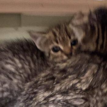 Domestic Short Hair Cats Available for Adoption in Gloucester, Virginia - Jesse | PetCurious