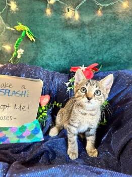Harbor -  Domestic Short Hair Cat for Adoption in Houston, Texas - Harbor | PetCurious