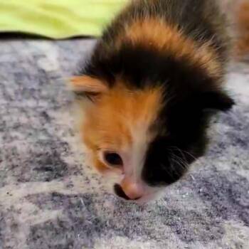 Bella -  Domestic Short Hair and Domestic Medium Hair Cat for Adoption in Denver, Colorado - Bella | PetCurious
