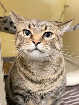 Sue -  Domestic Short Hair Cat for Adoption in Menomonie, Wisconsin - Sue | PetCurious