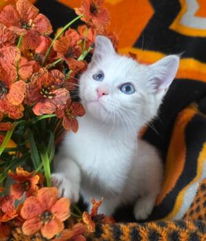 6/16/26 Brody -  Domestic Short Hair Cat for Adoption in Stillwater, Oklahoma - 6/16/26 Brody | PetCurious