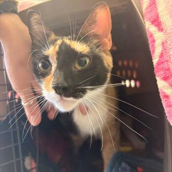 Raven -  Domestic Short Hair Cat for Adoption in South Burlington, Vermont - Raven | PetCurious