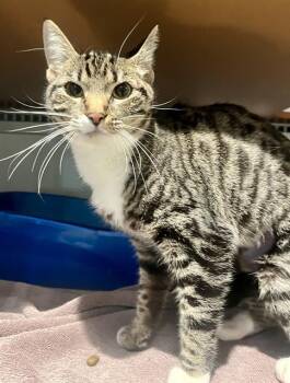 MIMI -  Domestic Short Hair Cat for Adoption in San Francisco, California - MIMI | PetCurious