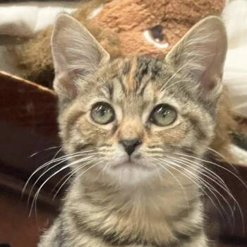 Meera -  Domestic Short Hair Cat for Adoption in Escondido, California - Meera | PetCurious