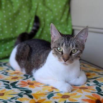 Domestic Short Hair Cats Available for Adoption in Tucker, Georgia - Pickle (Professional Biscuit Maker) | PetCurious