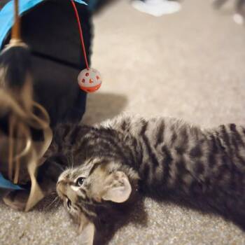 Nebula -  Domestic Long Hair Cat for Adoption in Madison, Wisconsin - Nebula | PetCurious