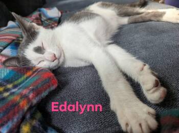 Edalyn -  Domestic Short Hair Cat for Adoption in Manchester, Connecticut - Edalyn | PetCurious