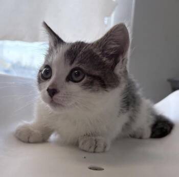 Domestic Medium Hair Cats Available for Adoption in Salt Lake City, Utah - *Teenie* | PetCurious