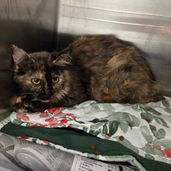 Zoey -  Domestic Short Hair Cat Available for Adoption in Chattanooga, Tennessee - Zoey | PetCurious
