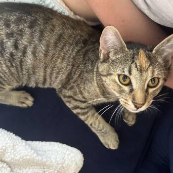 Rescue Domestic Short Hair Cats for Adoption in Puyallup, Washington - Radish | PetCurious