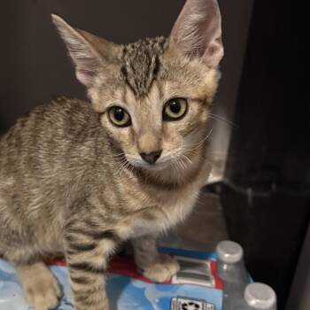 Biscoff -  Domestic Short Hair Cat for Adoption in Brea, California - Biscoff | PetCurious