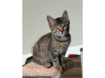 ERNIE -  Domestic Short Hair Cat for Adoption in Fort Wayne, Indiana - ERNIE | PetCurious