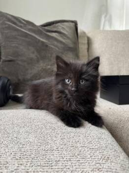 Kylo Ren -  Domestic Long Hair and Domestic Short Hair Cat for Adoption in Fishers, Indiana - Kylo Ren | PetCurious