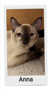 Anna -  Domestic Short Hair Cat for Adoption in Caistor Centre, Ontario - Anna | PetCurious