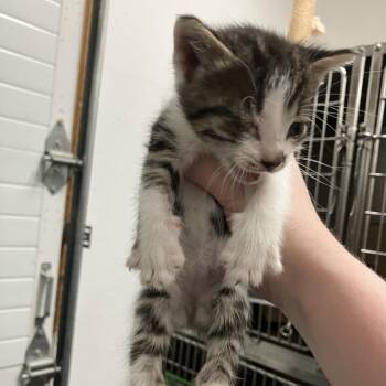 Spruce -  Domestic Short Hair Cat for Adoption in Idaho Falls, Idaho - Spruce | PetCurious