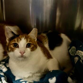 Callie -  Domestic Short Hair Cat for Adoption in York, Pennsylvania - Callie | PetCurious