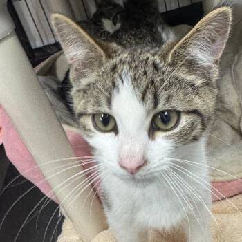 Domestic Short Hair Cats Available for Adoption in Ridgely, Maryland - Fortune Cookie | PetCurious