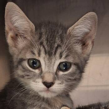 Domestic Short Hair Cats Available for Adoption in Lakeland, Florida - Pequin | PetCurious