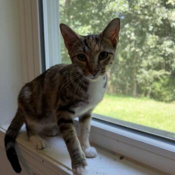 Rescue Domestic Short Hair Cats for Adoption in Lawrenceville, Georgia - Blanche | PetCurious