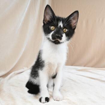 Domestic Short Hair Cats Available for Adoption in Mobile, Alabama - Cookie | PetCurious