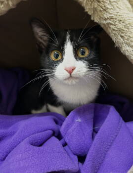 Rescue Domestic Short Hair Cats for Adoption in Walled Lake, Michigan - Sylvia | PetCurious