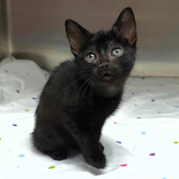 Bender -  Domestic Short Hair Cat for Adoption in Michigan City, Indiana - Bender | PetCurious
