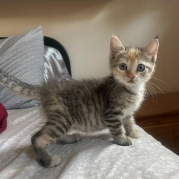 Pesto -  Domestic Short Hair Cat for Adoption in Gainesville, Florida - Pesto | PetCurious